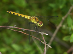 Sympetrum cordulegaster