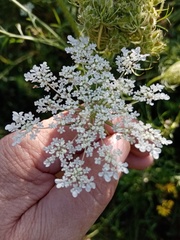 Daucus carota