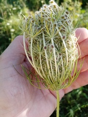 Daucus carota
