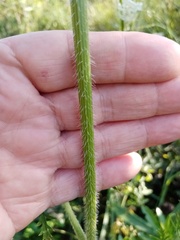 Daucus carota