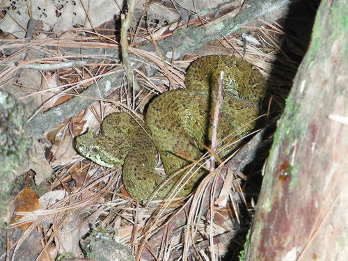 Emerald Horned Pitviper