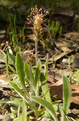 Plantago varia