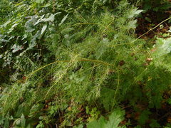 Asparagus schoberioides