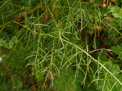 Asparagus schoberioides