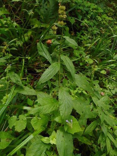 Image of Nepeta manchuriensis by (c) Eugene Popov, some rights reserved (CC BY)