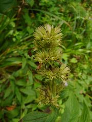 Nepeta manchuriensis