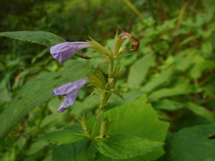 Nepeta manchuriensis