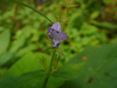 Nepeta manchuriensis