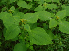 Sigesbeckia pubescens