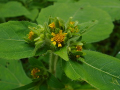 Sigesbeckia pubescens