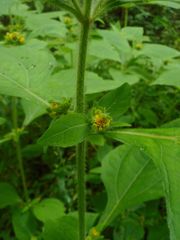 Sigesbeckia pubescens