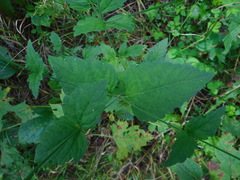 Phryma