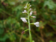Phryma