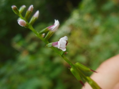 Phryma