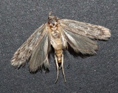 Phryganeutis cinerea