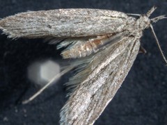 Phryganeutis cinerea