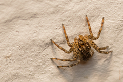 Saitis variegatus