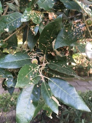 Quercus ilex