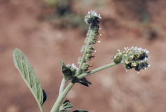 Heliotropium ellipticum