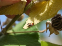Phidippus californicus