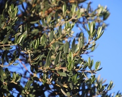 Phylica oleifolia
