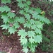 Acer pseudosieboldianum - Photo (c) Eugene Popov,  זכויות יוצרים חלקיות (CC BY), הועלה על ידי Eugene Popov