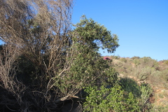 Phylica oleifolia