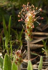 Plantago varia