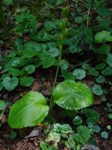 Image of Liparis kumokiri by (c) Eugene Popov, some rights reserved (CC BY)