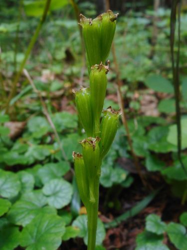 Image of Liparis kumokiri by (c) Eugene Popov, some rights reserved (CC BY)