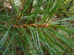 Pinus koraiensis