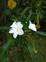 Plumeria pudica