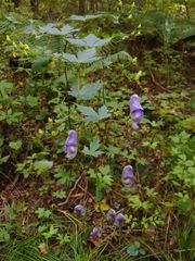 Aconitum sczukinii