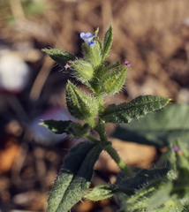 Anchusa arvensis orientalis