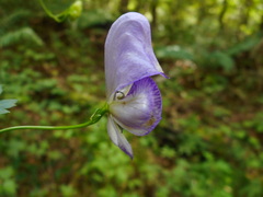 Aconitum sczukinii