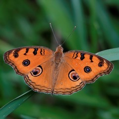 Junonia almana