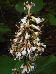 Parasenecio praetermissus