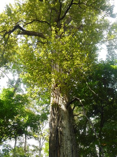 Image of Populus maximowiczii by (c) Eugene Popov, some rights reserved (CC BY)