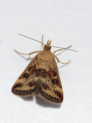 Pyrausta despicata