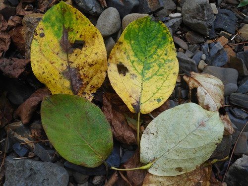 Image of Populus maximowiczii by (c) Eugene Popov, some rights reserved (CC BY)