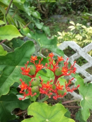 Jatropha podagrica