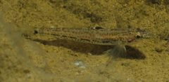 Protogobius photo 4
