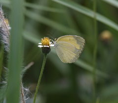 Eurema hecabe hecabe