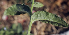 Anchusa arvensis orientalis