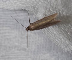 Pseudotheta syrtica