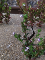 Chaenorhinum litorale