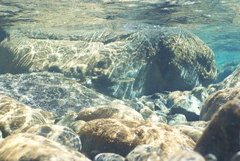 Cestraeus plicatilis