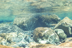 Cestraeus plicatilis