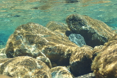 Cestraeus plicatilis