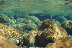 Cestraeus plicatilis